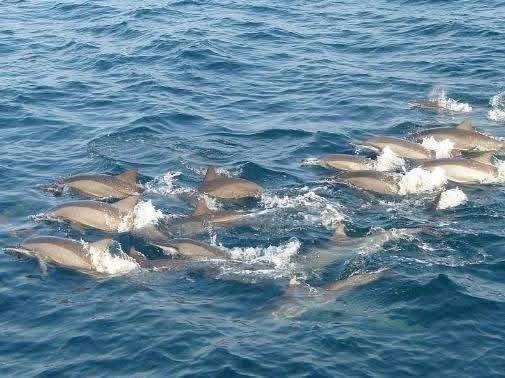 Dolphins in the Ocean