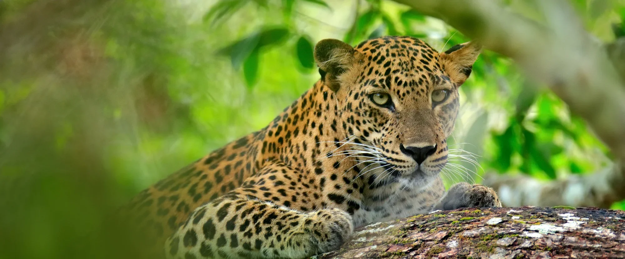 Wildlife Tours