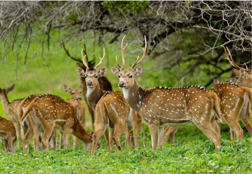 Wildlife, Culture, and Beach Adventure